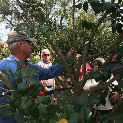 Learn-to-Graft-Camellias_2021_1_V1