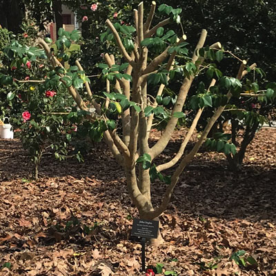 Learn-to-Graft-Camellias_2021_2_V1