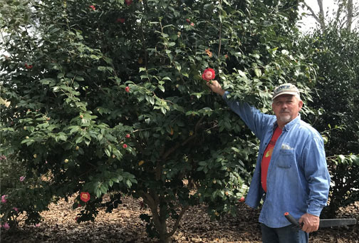 Learn-to-Graft-Camellias_2021_Home_V1