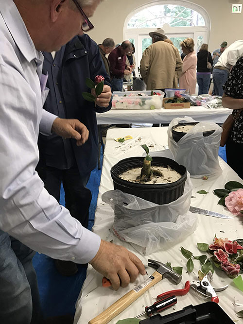 Learn-to-Graft-Camellias_2_V1