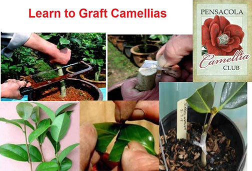 Learn-to-Graft-Camellias_V1