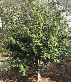 Learn-to-Graft-Camellias_2021_3_V1